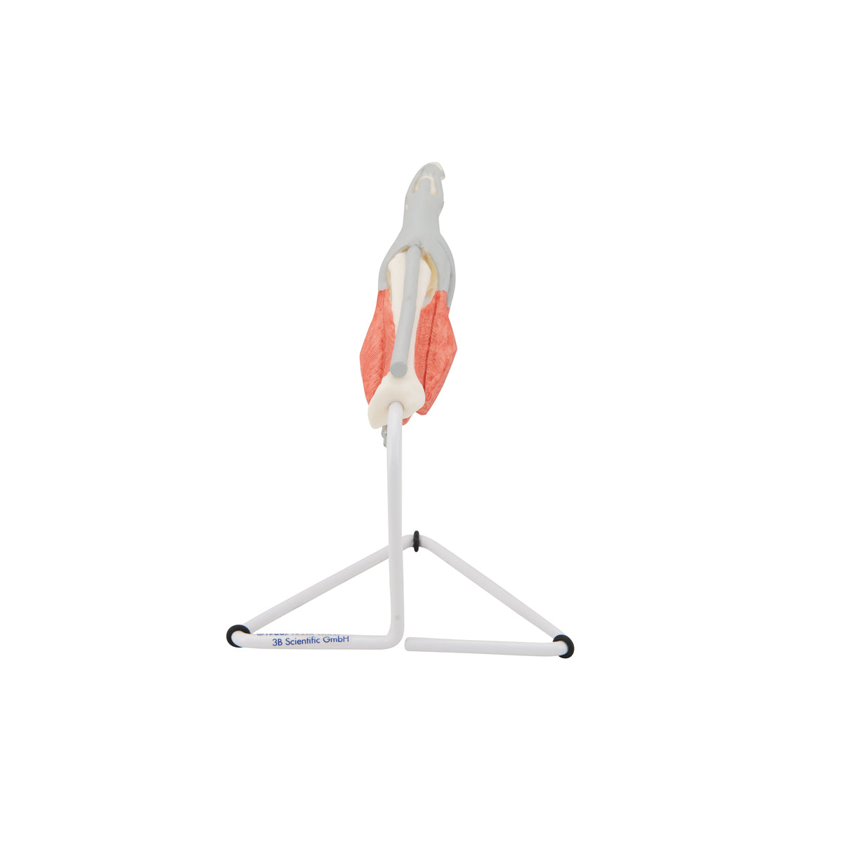 Life-Size Finger Model with Muscles & Tendons