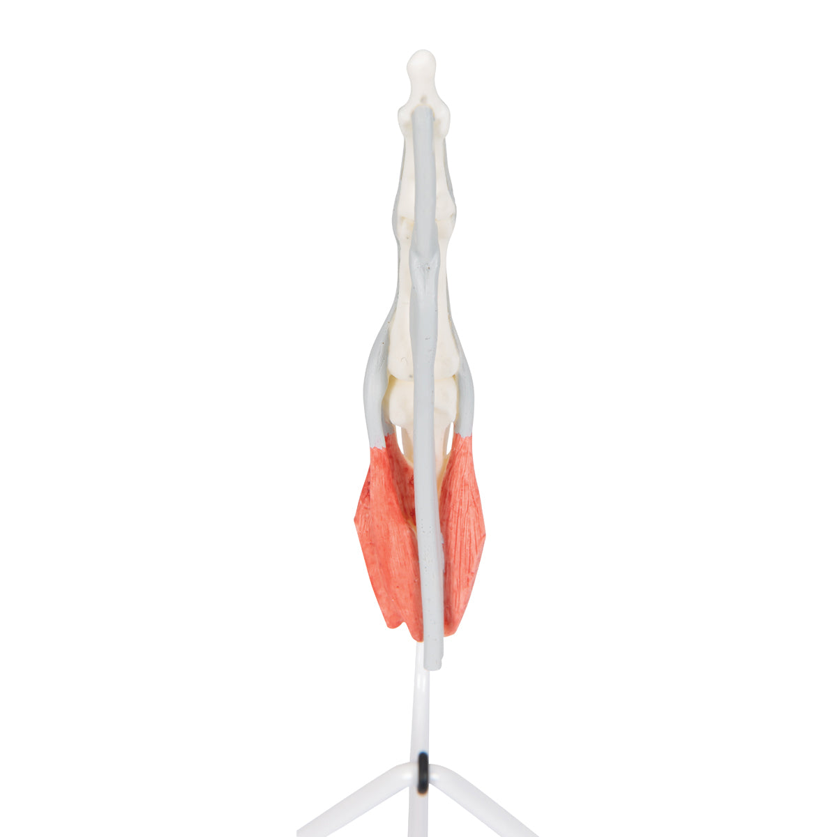 Life-Size Finger Model with Muscles & Tendons
