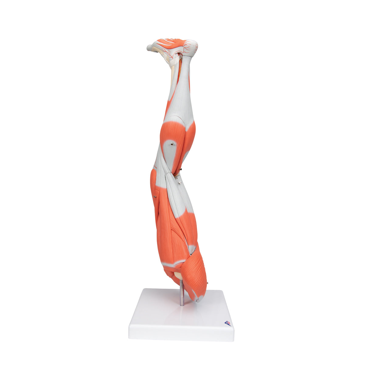 Muscle Leg Model, 3/4 Life-Size, 9 part