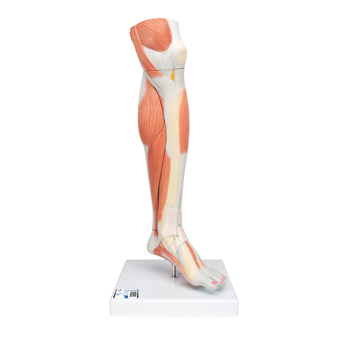Life-Size Lower Muscle Leg Model with Detachable Knee, 3 part