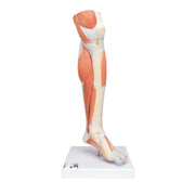 Life-Size Lower Muscle Leg Model with Detachable Knee, 3 part