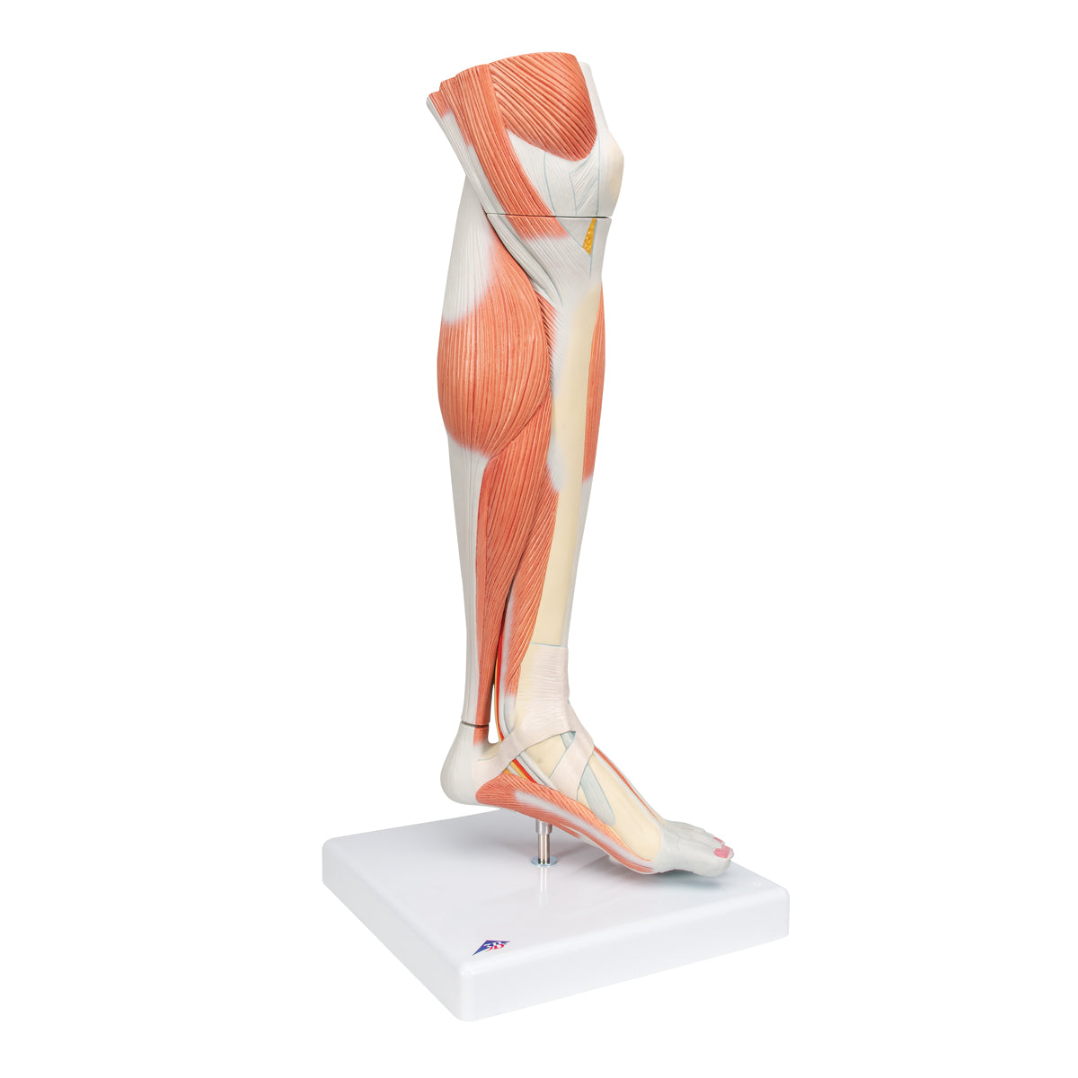 Life-Size Lower Muscle Leg Model with Detachable Knee, 3 part