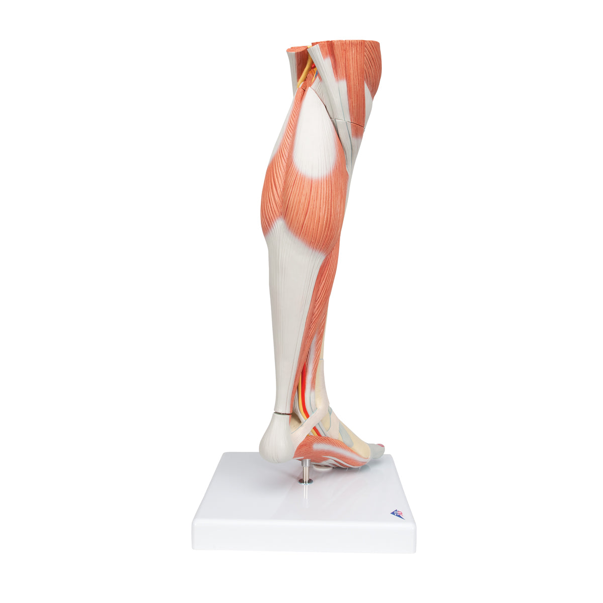 Life-Size Lower Muscle Leg Model with Detachable Knee, 3 part