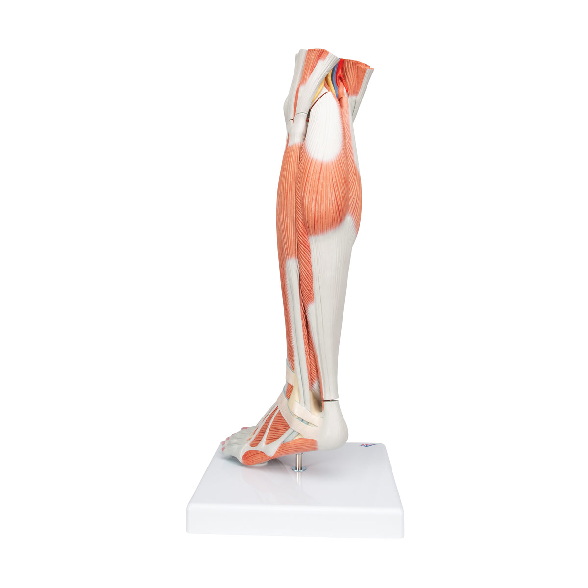 Life-Size Lower Muscle Leg Model with Detachable Knee, 3 part