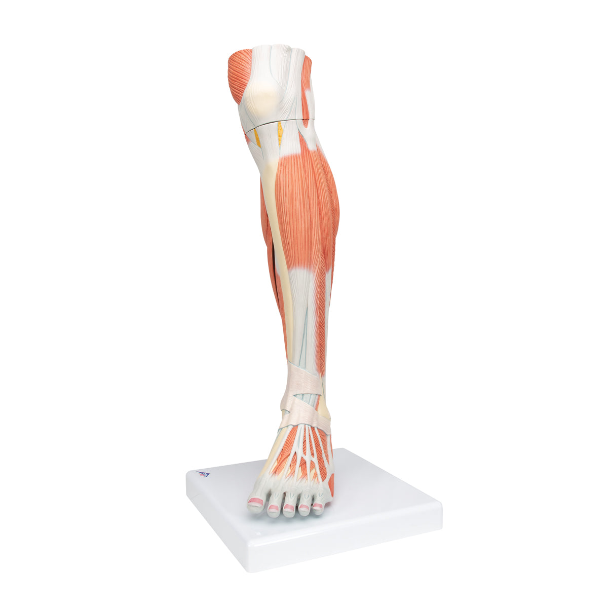 Life-Size Lower Muscle Leg Model with Detachable Knee, 3 part