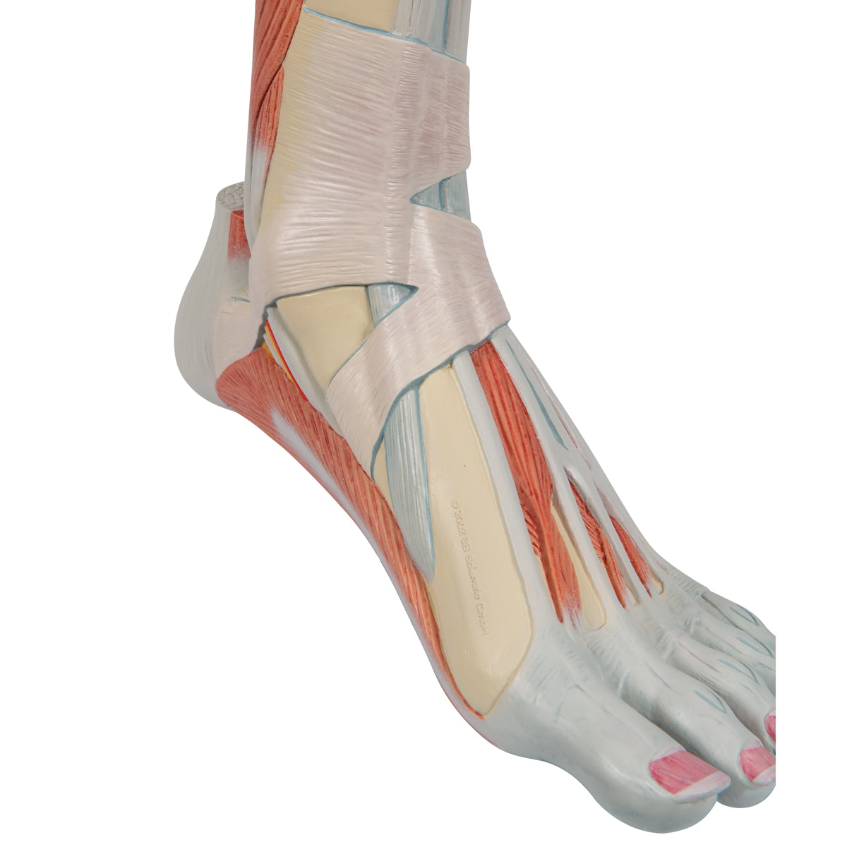 Life-Size Lower Muscle Leg Model with Detachable Knee, 3 part