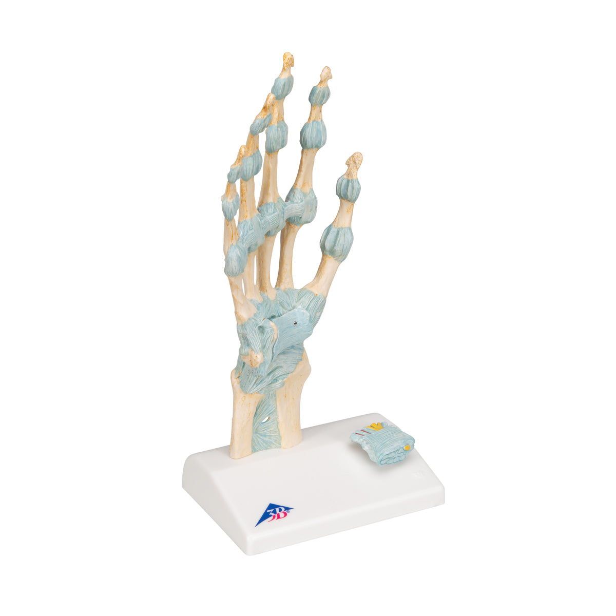 Hand Skeleton Model with Ligaments & Carpal Tunnel