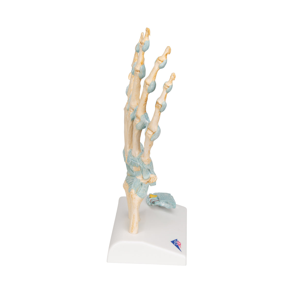 Hand Skeleton Model with Ligaments & Carpal Tunnel