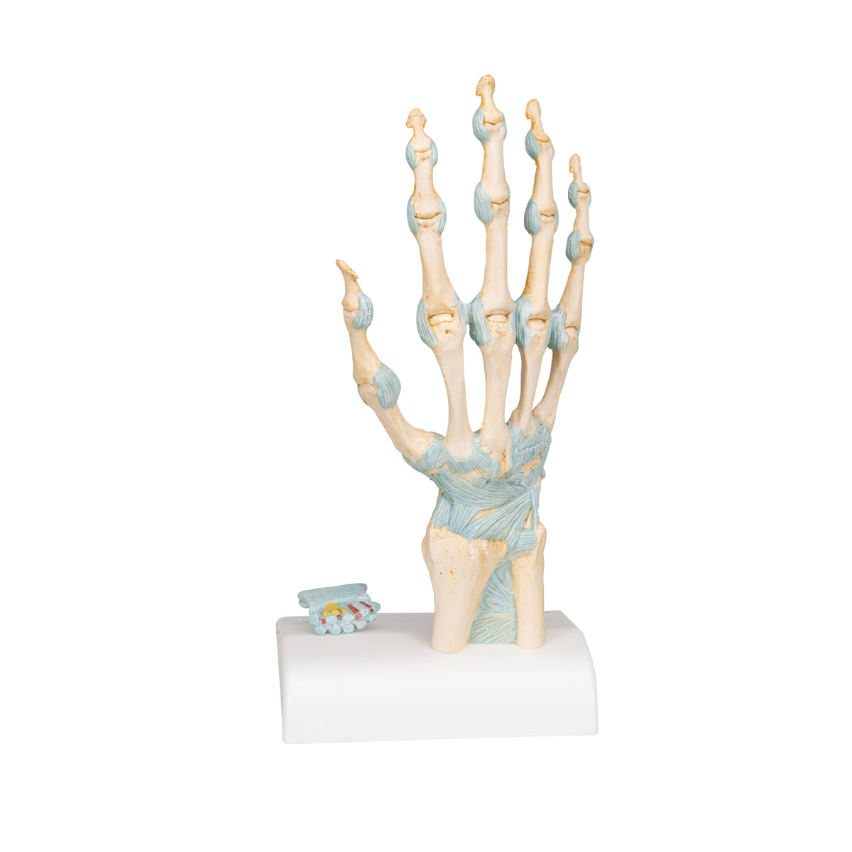 Hand Skeleton Model with Ligaments & Carpal Tunnel