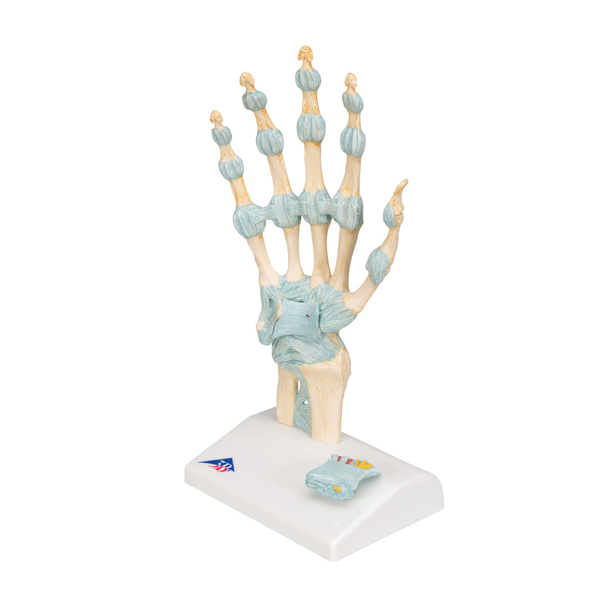 Hand Skeleton Model with Ligaments & Carpal Tunnel