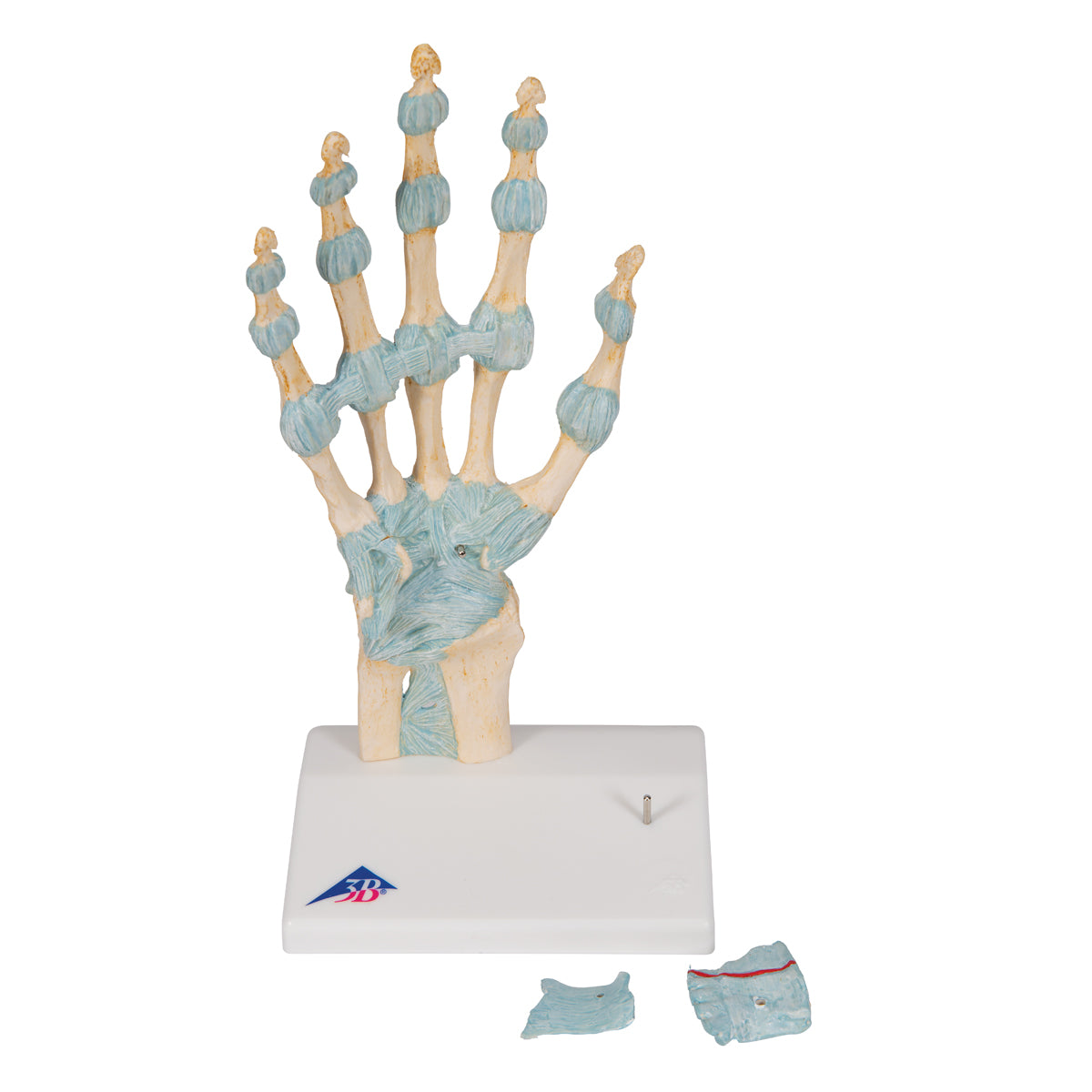 Hand Skeleton Model with Ligaments & Carpal Tunnel
