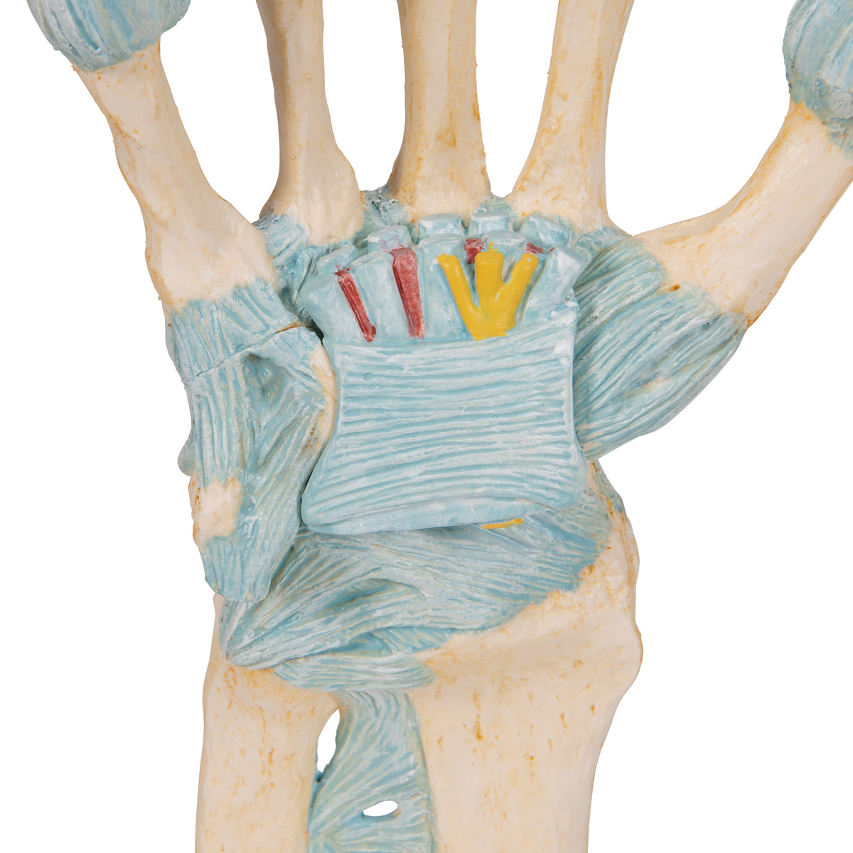 Hand Skeleton Model with Ligaments & Carpal Tunnel