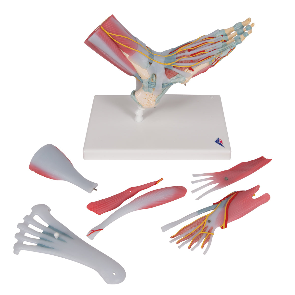 Foot Skeleton Model with Ligaments & Muscles