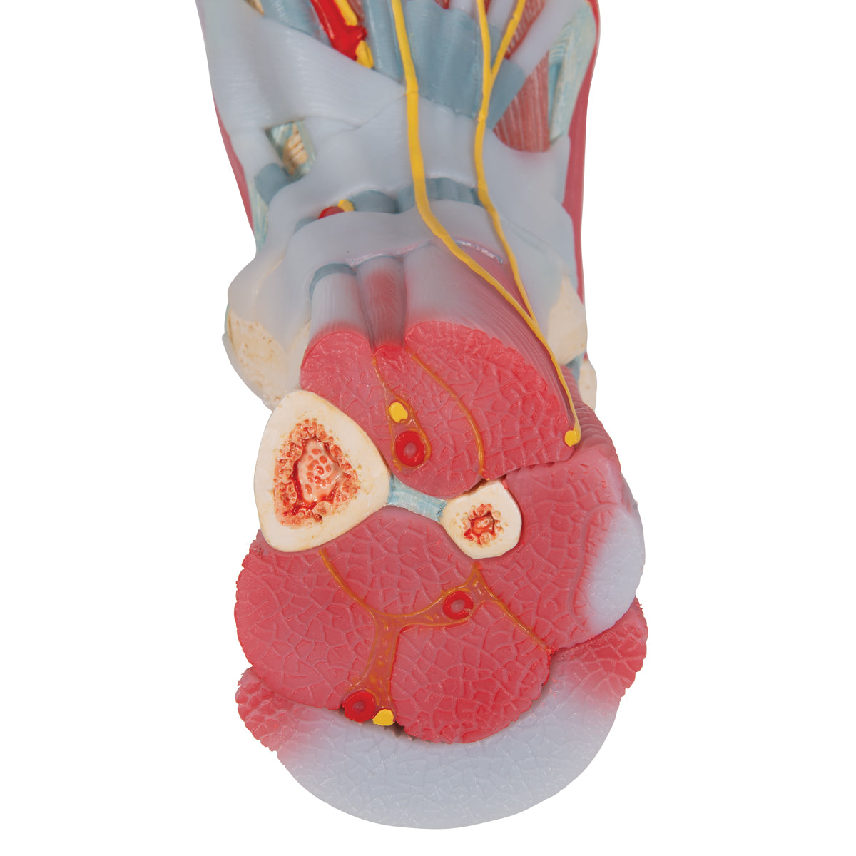 Foot Skeleton Model with Ligaments & Muscles