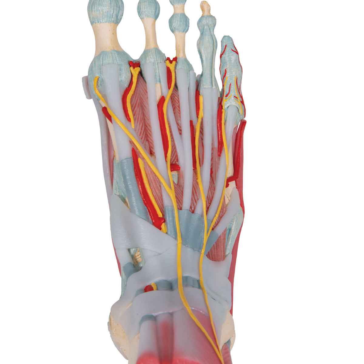 Foot Skeleton Model with Ligaments & Muscles