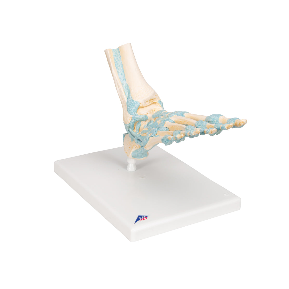 Foot Skeleton Model with Ligaments