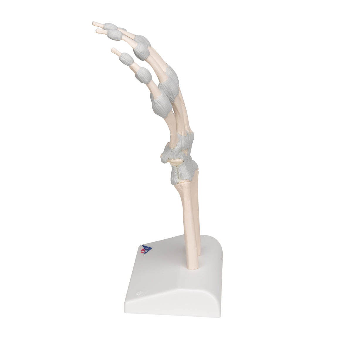Hand Skeleton Model with Elastic Ligaments