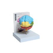 United Scientific® Human Brain Model, 8-Part