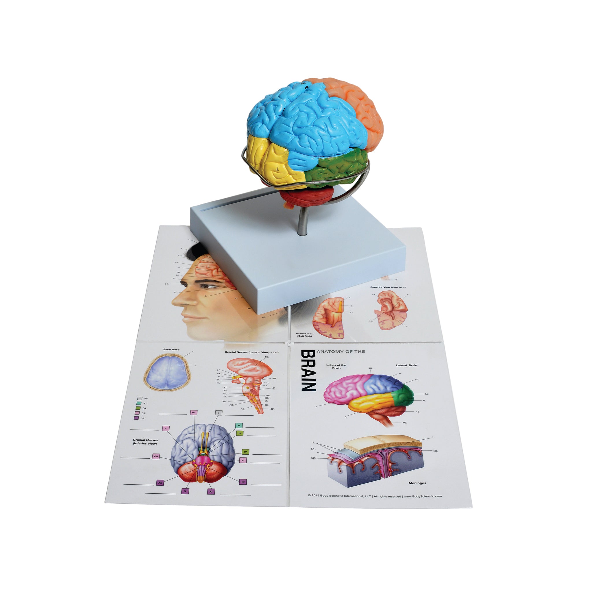 United Scientific® Human Brain Model, 8-Part