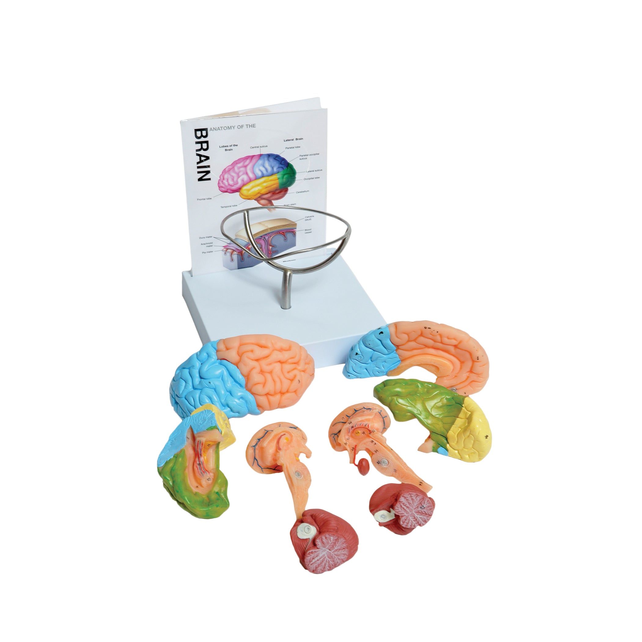 United Scientific® Human Brain Model, 8-Part