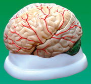 United Scientific® Brain Model, 3-Part