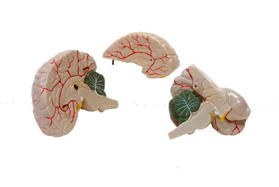 United Scientific® Brain Model, 3-Part
