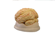 United Scientific® Brain Model, 8-Part