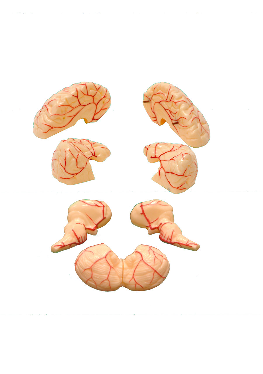 United Scientific® Brain Model, 8-Part
