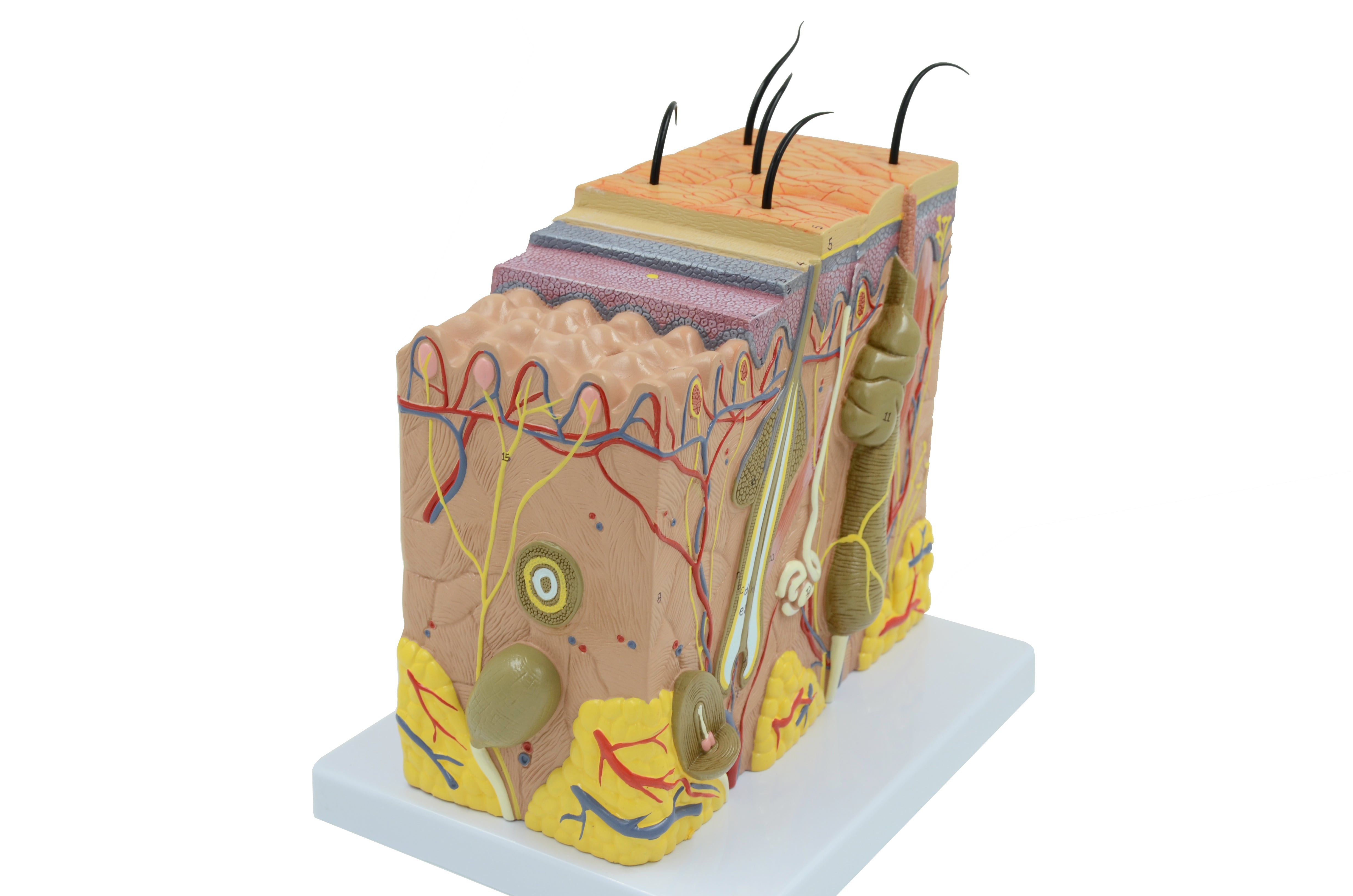 United Scientific® Skin Model 70 times enlarged