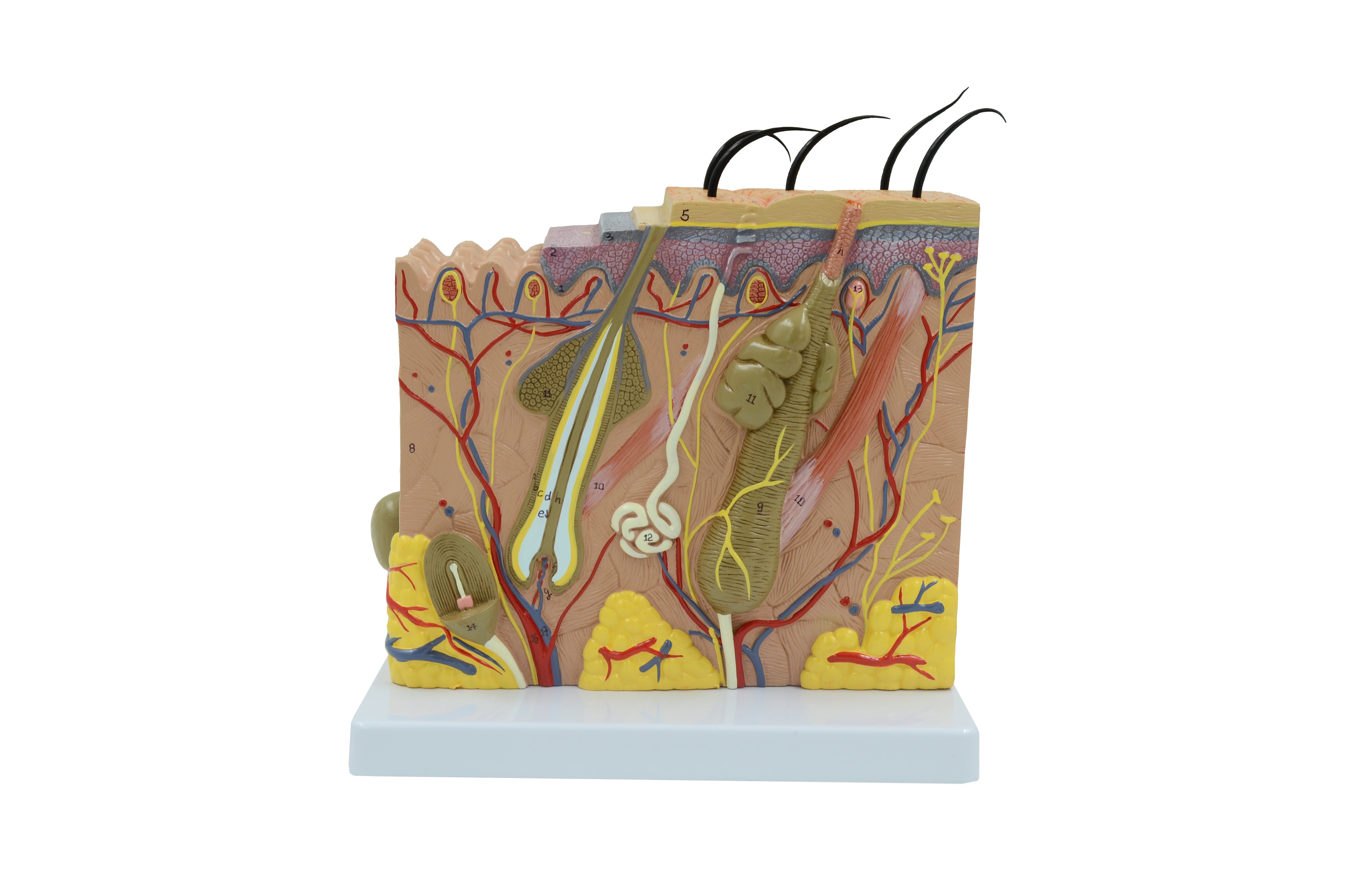 United Scientific® Skin Model 70 times enlarged