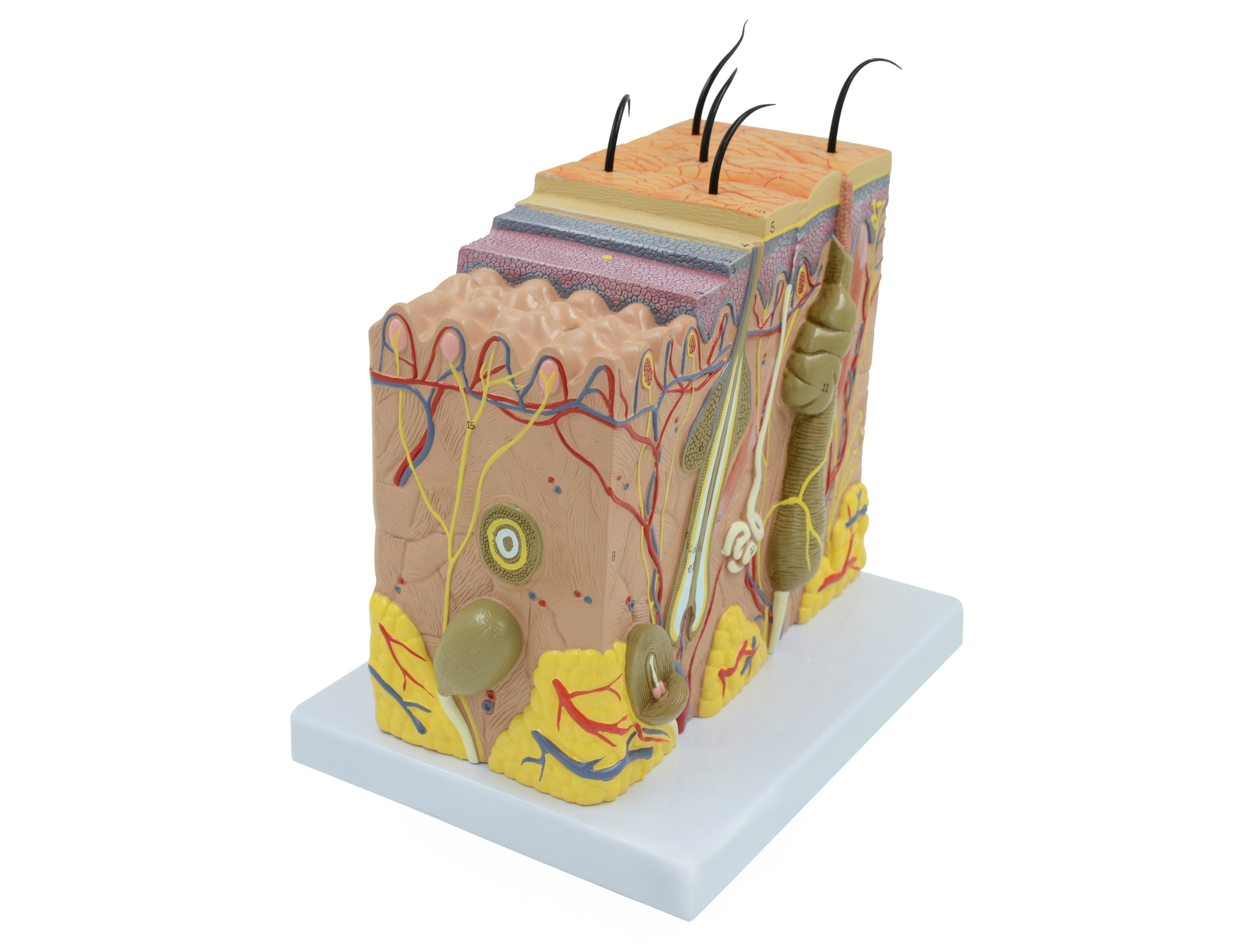 United Scientific® Skin Model 70 times enlarged