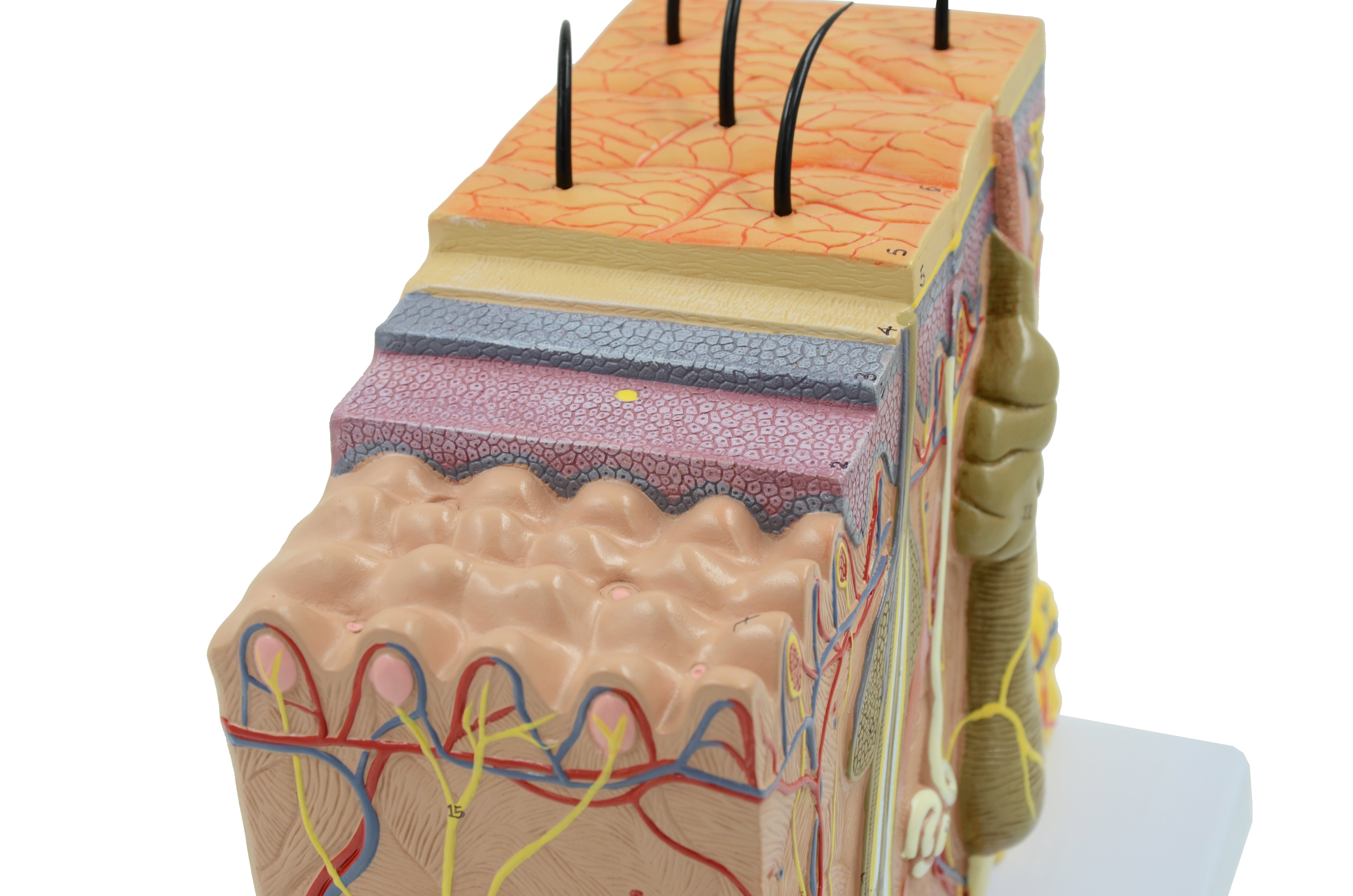 United Scientific® Skin Model 70 times enlarged