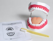 United Scientific® Oral Hygiene Model