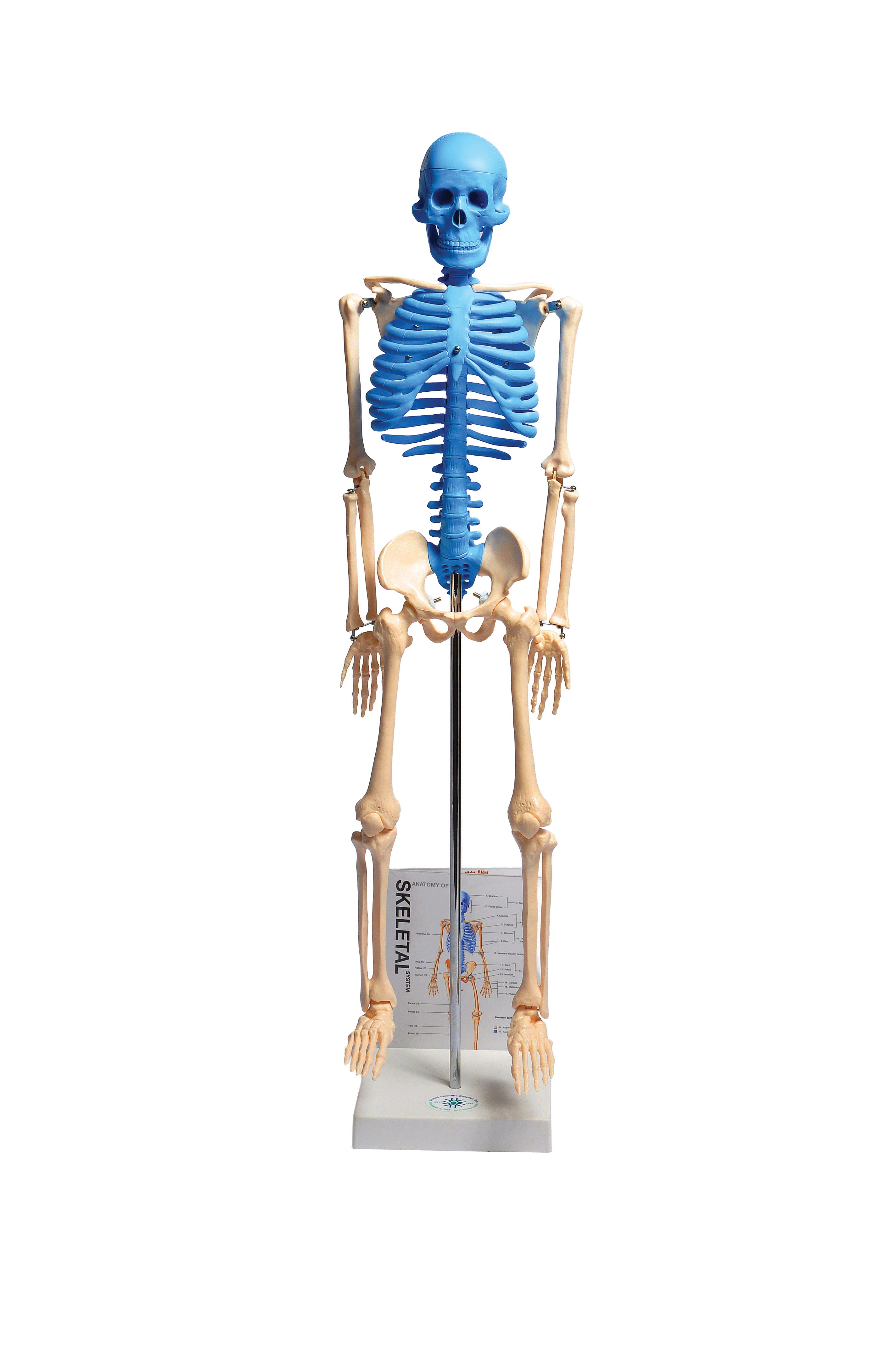 United Scientific® Human Skeleton Model With Fold-Out Guide