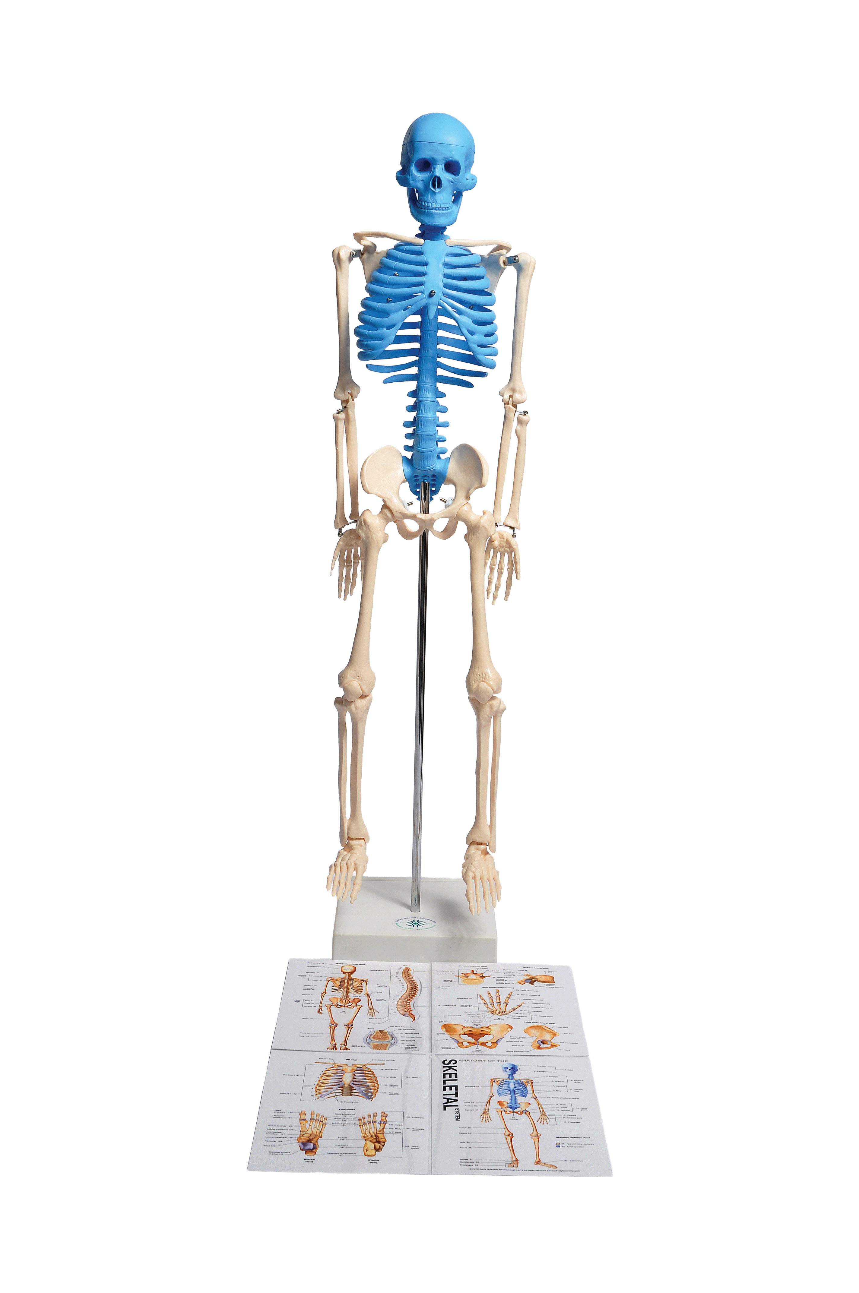 United Scientific® Human Skeleton Model With Fold-Out Guide