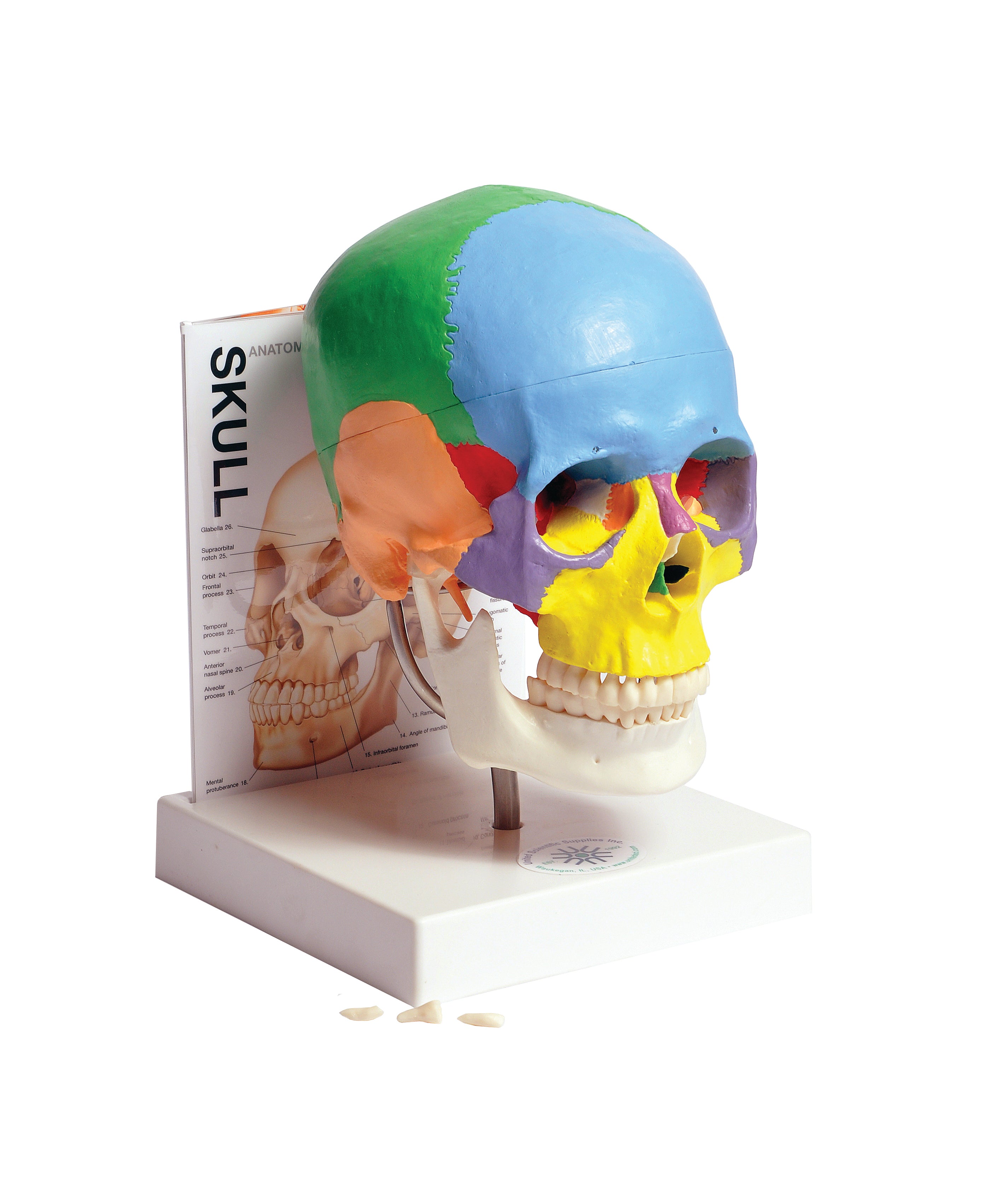 United Scientific® Human Skull Model With Fold-Out Guide