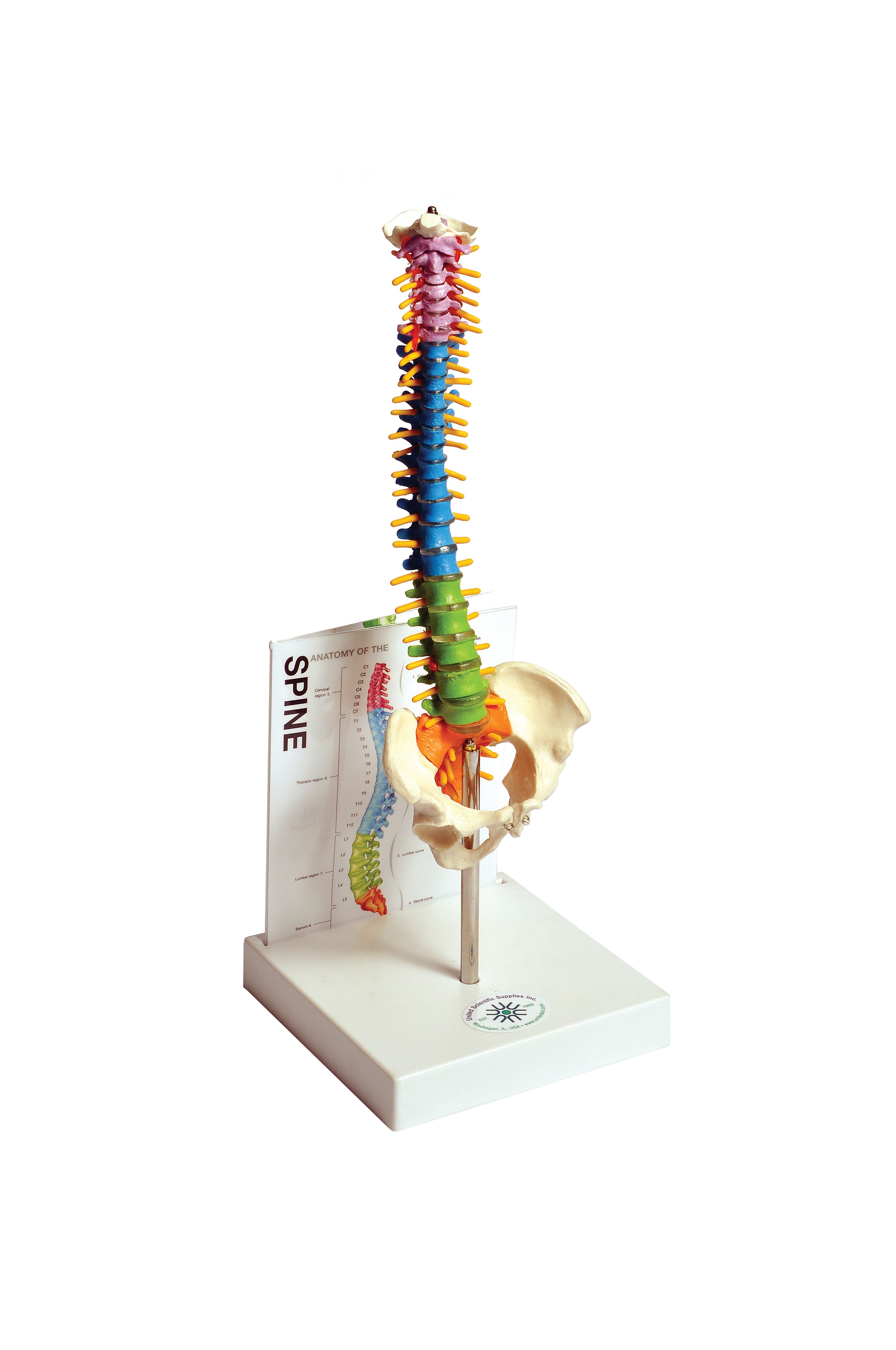 United Scientific® Human Small Spine Model With Fold-Out Guide