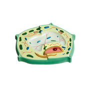 United Scientific® Plant Cell Model