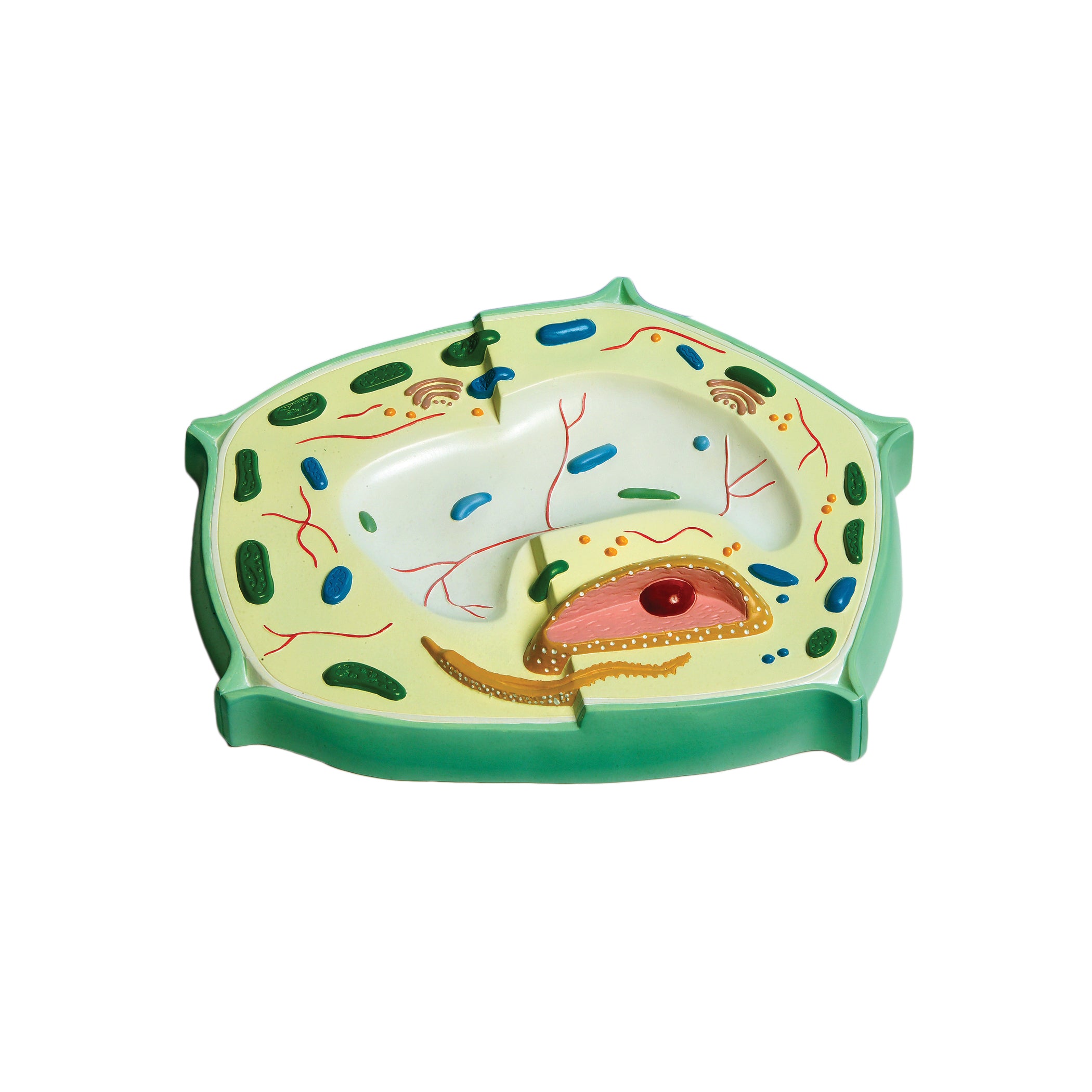 United Scientific® Plant Cell Model