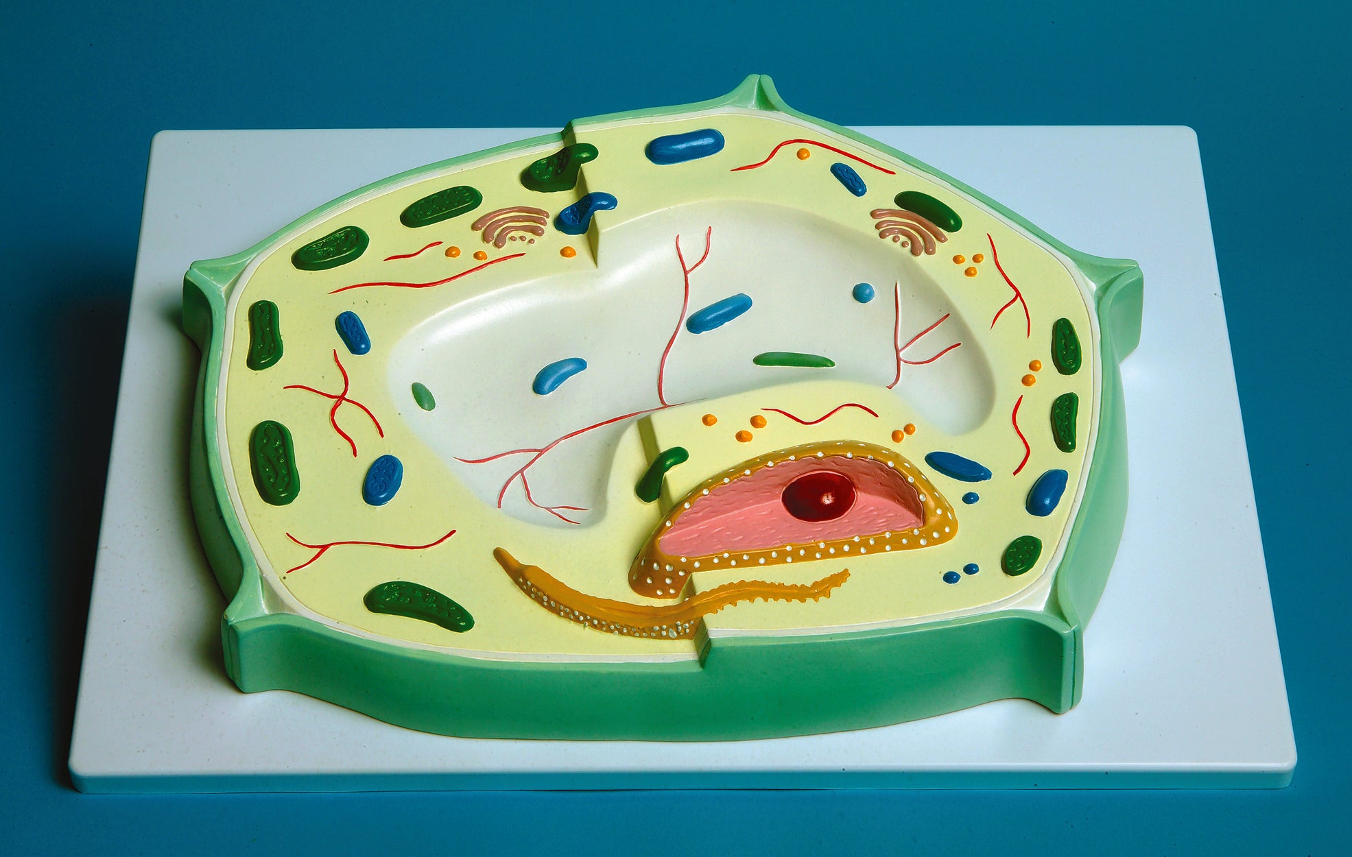 United Scientific® Plant Cell Model