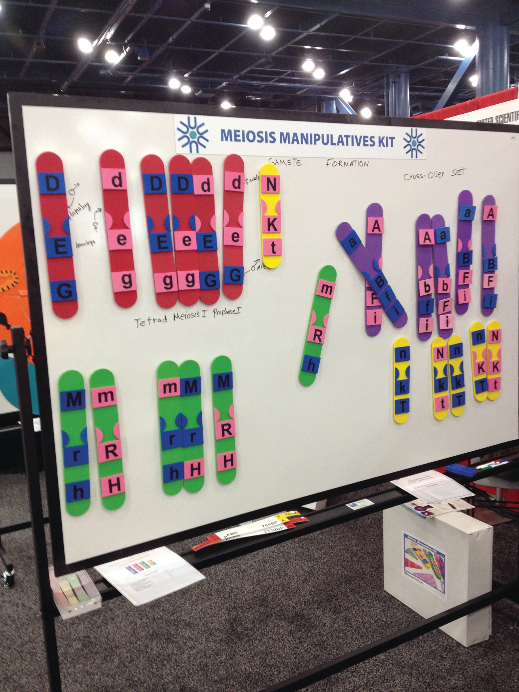 United Scientific® Meiosis Manipulatives Kit