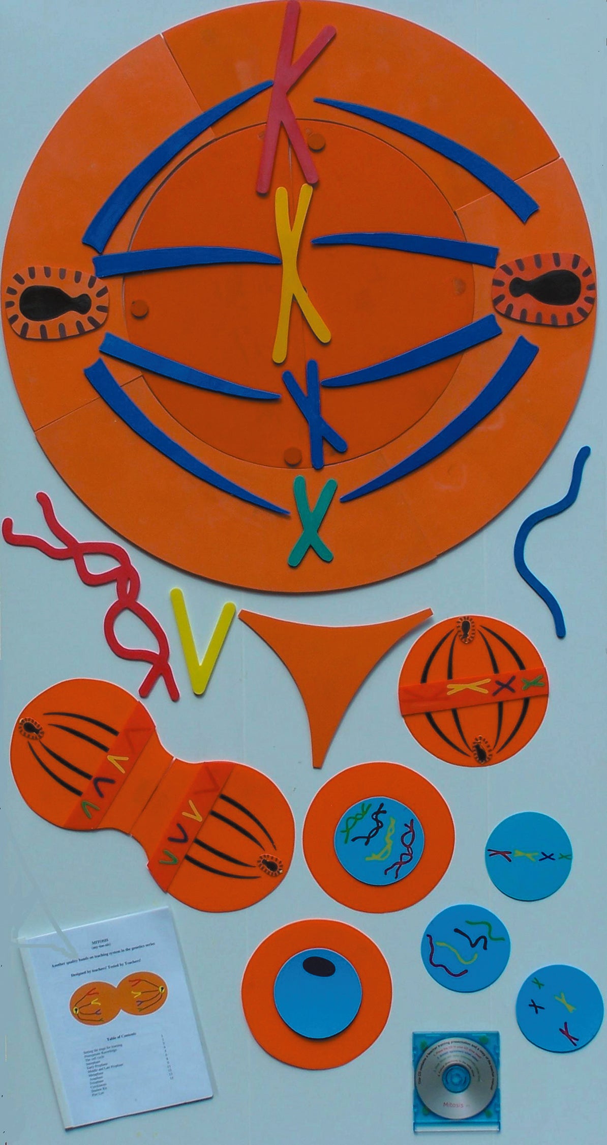 United Scientific® Mitosis Manipulatives Kit