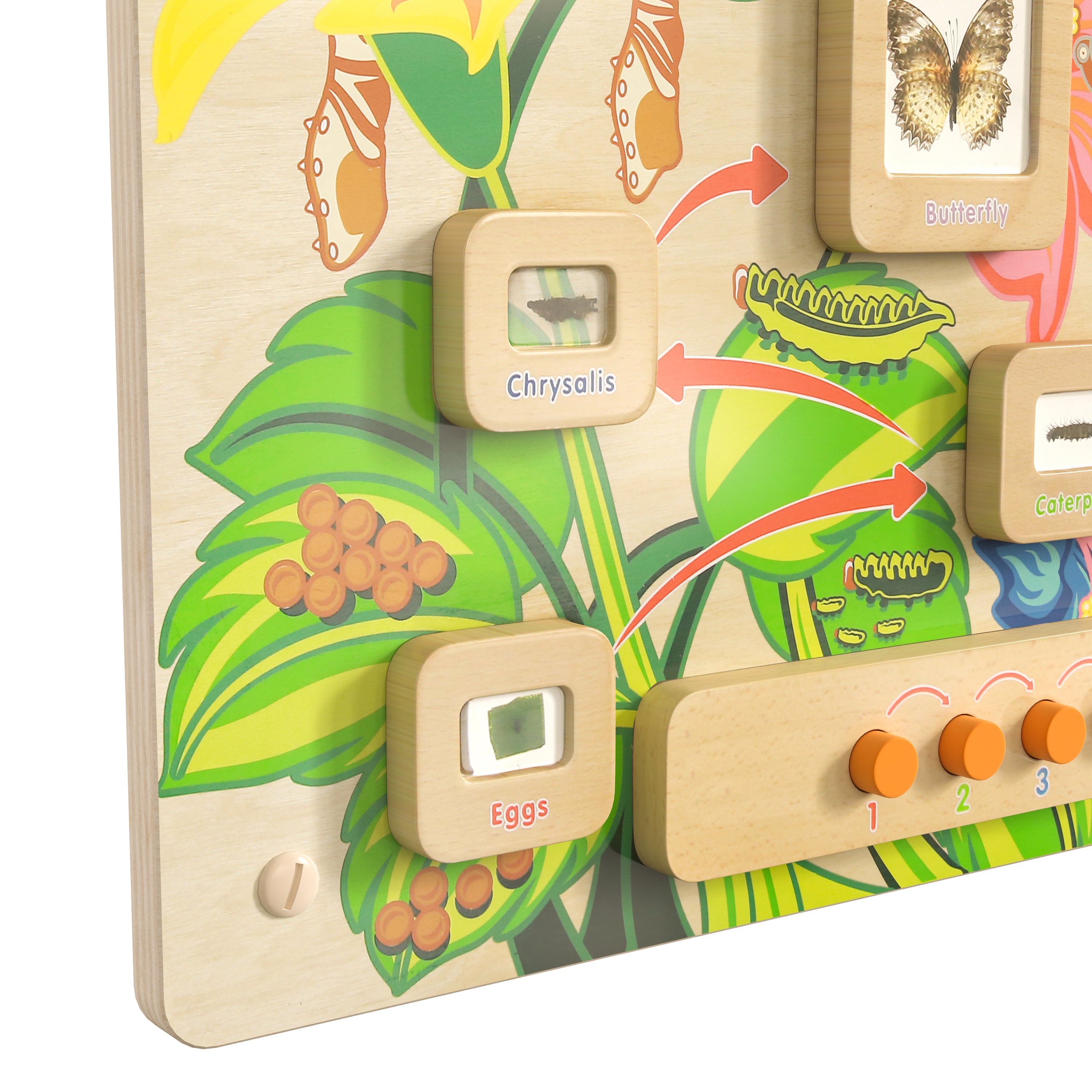 Bright Beginnings Commercial Grade STEAM Wall Activity Board with Natural Finish and Multicolor Accents, Butterfly Life Cycle