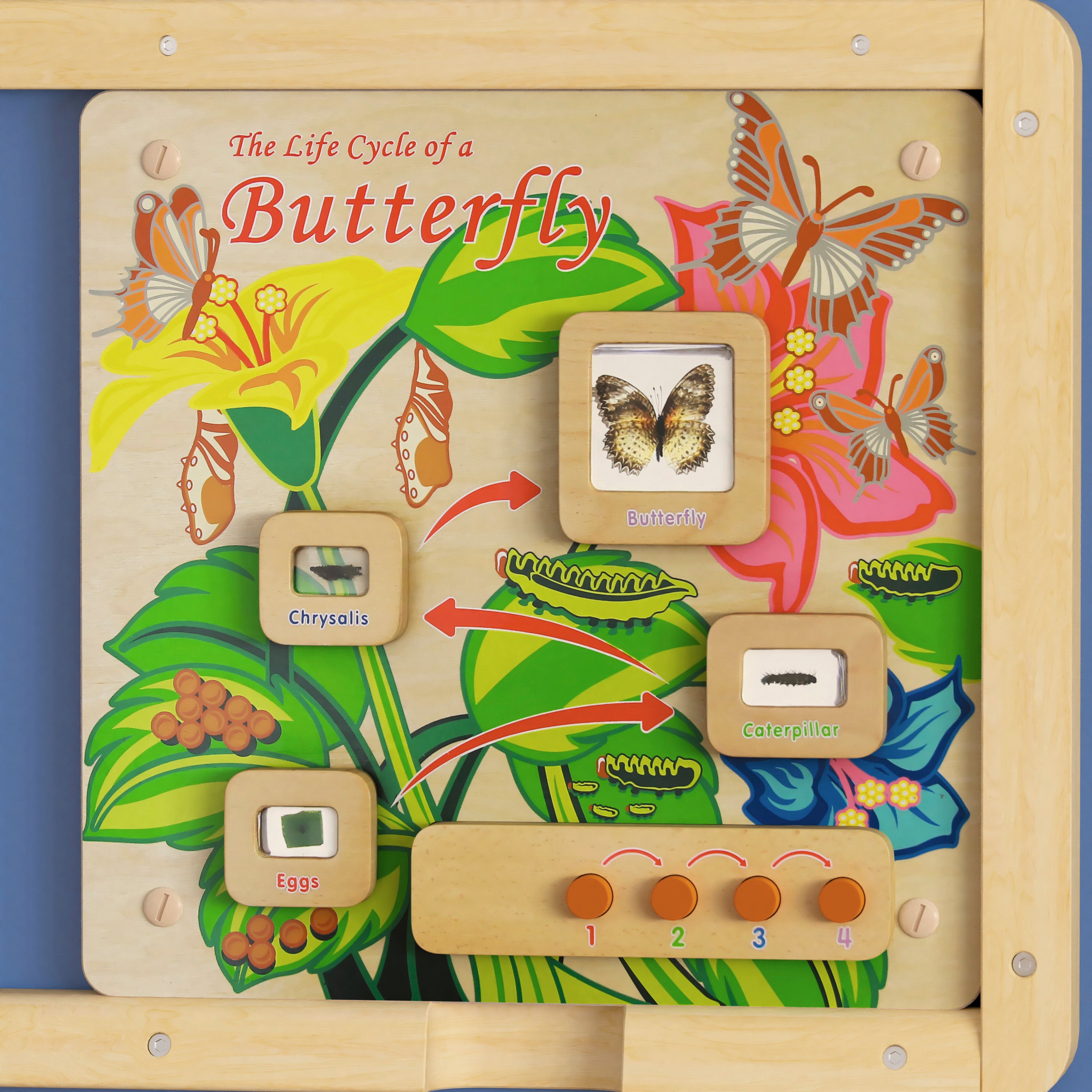Bright Beginnings Commercial Grade STEAM Wall Activity Board with Natural Finish and Multicolor Accents, Butterfly Life Cycle