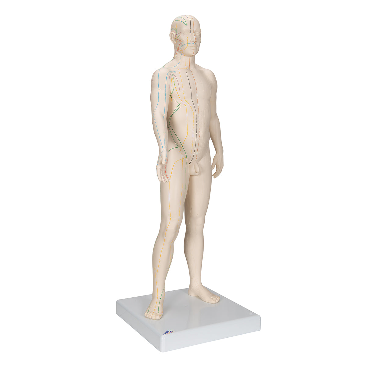 Acupuncture Model, male