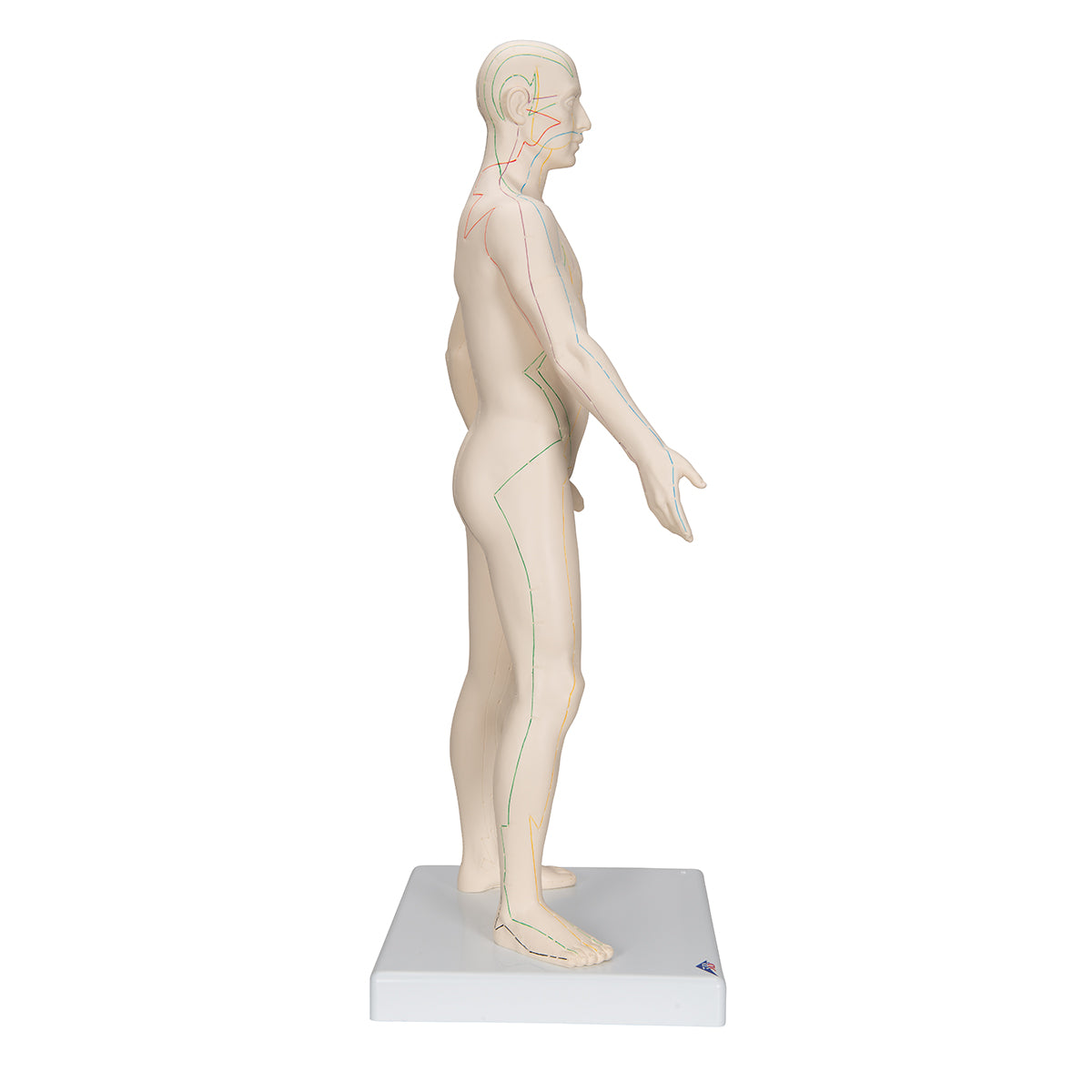 Acupuncture Model, male