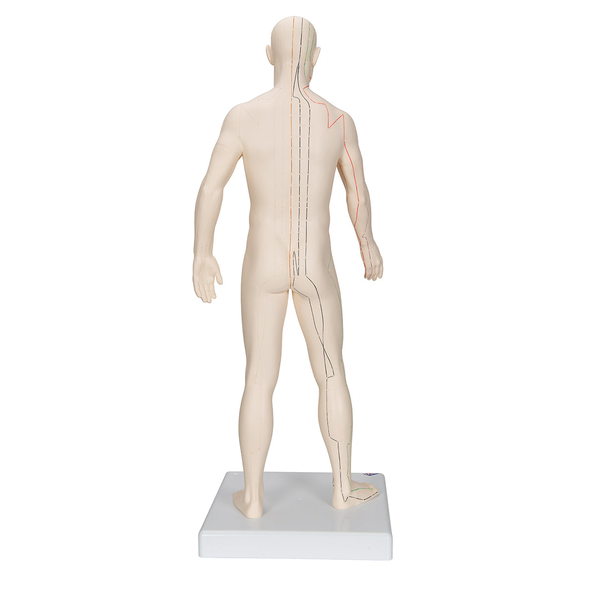 Acupuncture Model, male