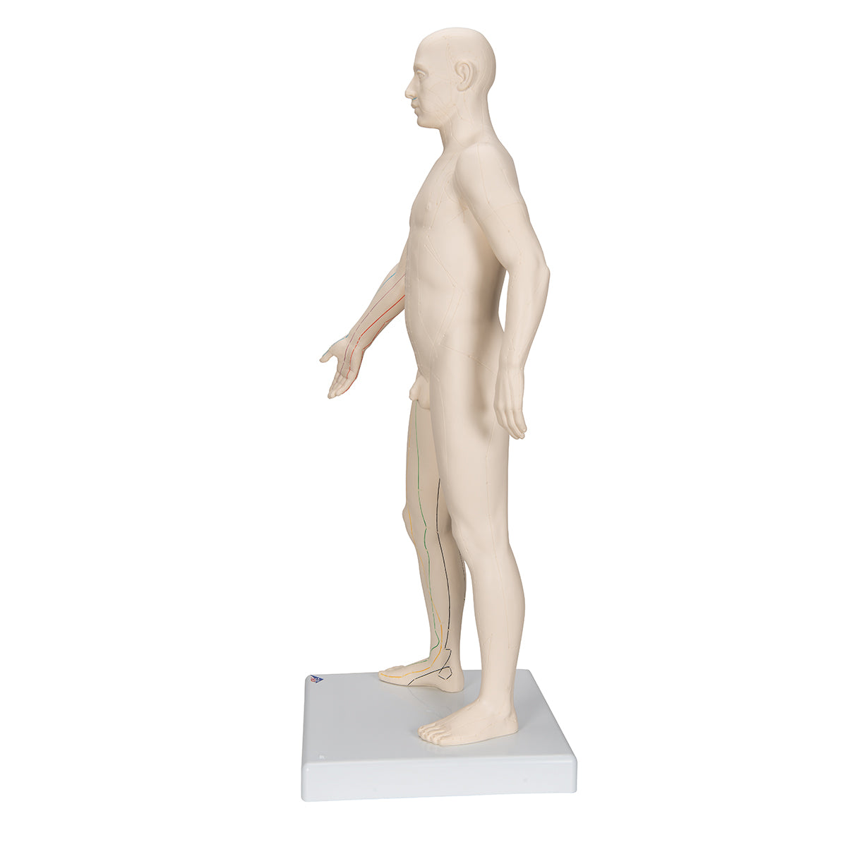 Acupuncture Model, male