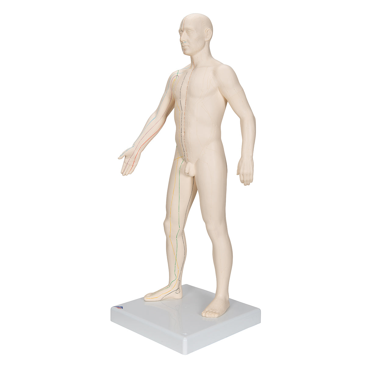 Acupuncture Model, male