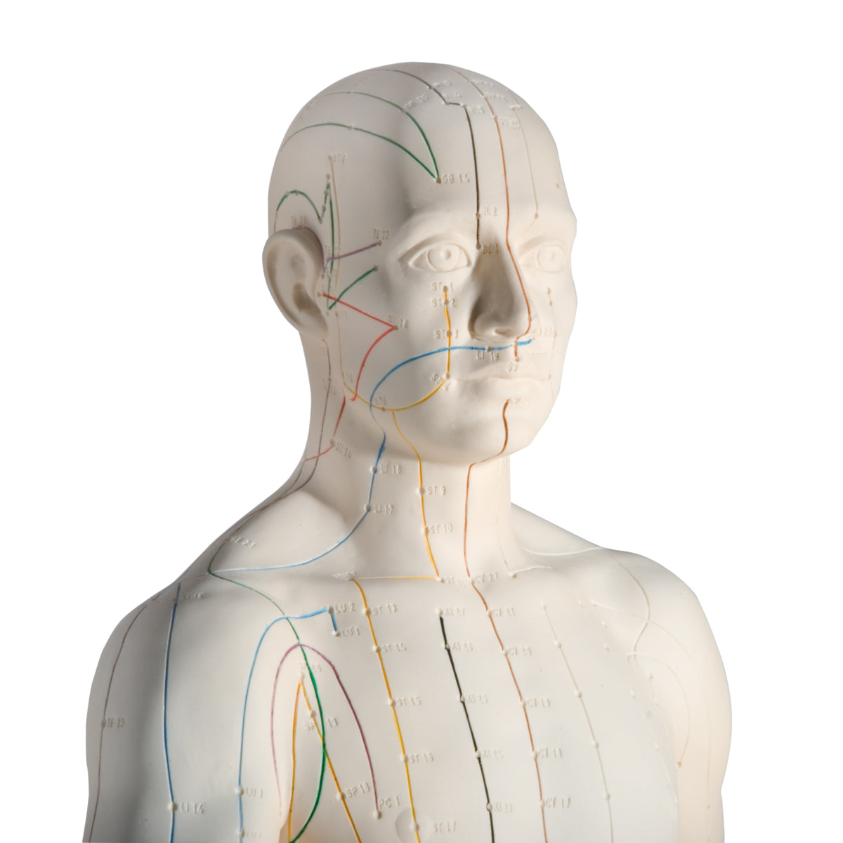 Acupuncture Model, male
